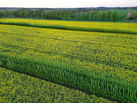 Alley Cropping mit Raps und Pappeln. Diese Bäume stehen im Landkreis Prignitz in Brandenburg, auf dem Bild befanden sie sich am Beginn der 3. Wachstumsperiode. Bild: Lignovis GmbH