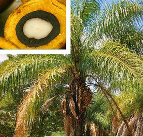 Macauba-Palme (Acrocomia aculeata) – Mehrzweckpflanze mit hohem Ölproduktionspotenzial. Bild: AcroAlliance.