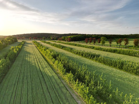 Die Kombination von Gehölzstreifen und Ackerbau wird auch als Alley Cropping bezeichnet. Die Pappeln befanden sich auf dem Foto am Beginn der 4. Wachstumsperiode, sie wachsen im Landkreis Teltow-Fläming. Bild: Lignovis GmbH