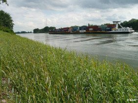 Naturnahe Uferbefestigung am Rhein mit einer Weidenspreitanlage. Bildquelle: BAW