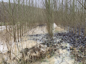 In der Gemeinde Reipoltskirchen (Rheinland-Pfalz) wurde am Odenbach ein Hochwasser-Retentionsraum mit Pappeln für die Agrarholzproduktion bepflanzt. Die Bäume stehen im Jahresverlauf mehrmals unter Wasser, nehmen dadurch aber keinen Schaden. Der Retentionsraum hält überschüssiges Wasser zurück und schützt die Ortsgemeinde so vor Hochwasser, gleichzeitig liefert er Brennholz. 
Foto: Axel Schönbeck, Ingweilerhof