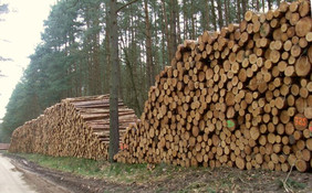 Holzpolter im Wald; Foto: FNR, Siria Wildermann
