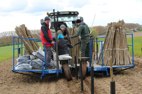 In PappelWERT wurden die ersten neuen Agroforstsysteme bereits angelegt, hier eine Pflanzung im April 2024 bei Rerik. Bild: FNR/N. Paul